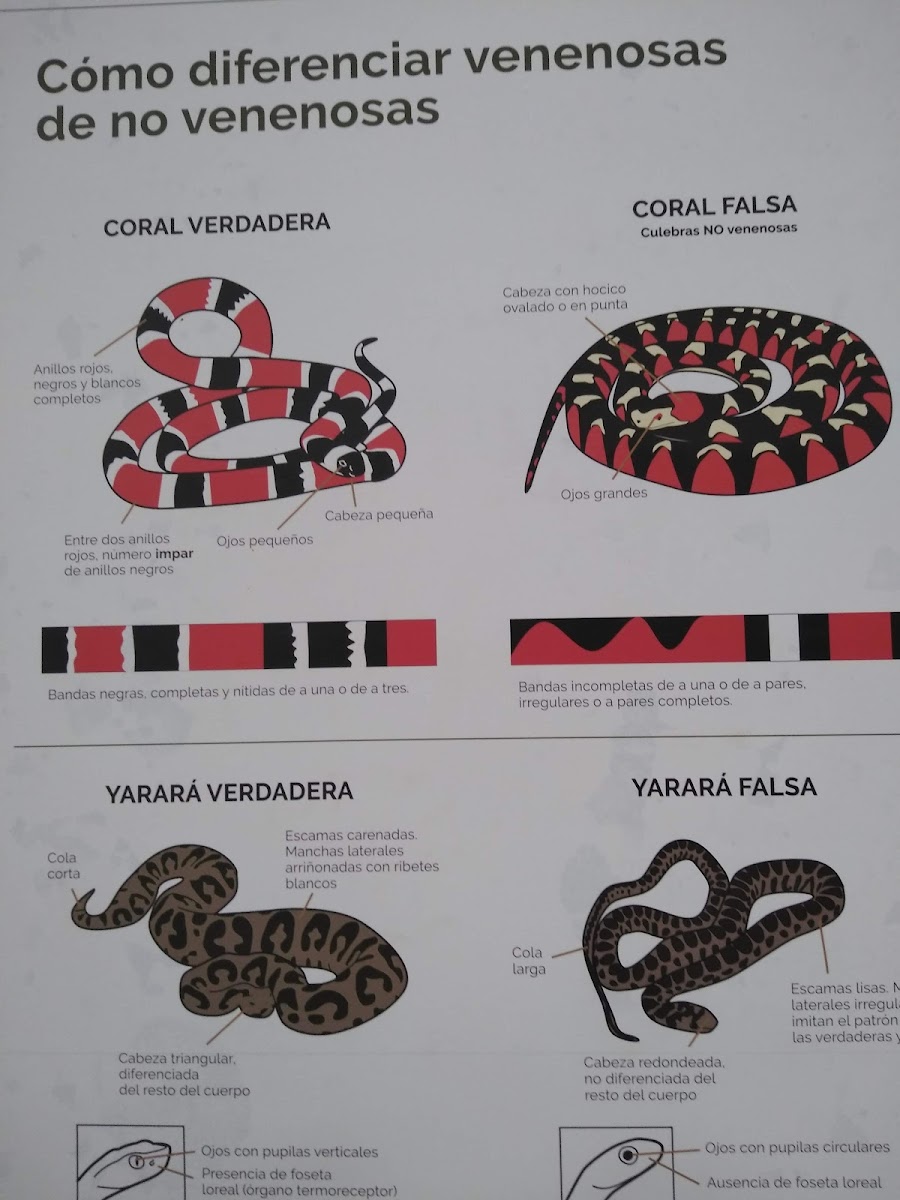 Menu Animal Bar Con Fuego-4